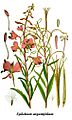 Cleaned-Illustration Epilobium angustifolium