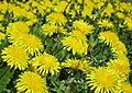 Common dandelion (Taraxacum officinale in Finnish voikukka)