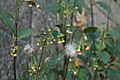 Crassocephalum crepidioides2