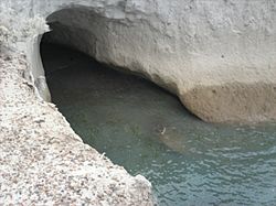Archivo:Cueva en el cabo san jorge
