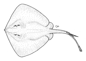 Archivo:Dasyatis brevicaudata (Short-tail stingray)