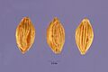 Digitaria exilis (Kippist) Stapf - fonio - DIEX4 - Jose Hernandez @ USDA-NRCS PLANTS Database