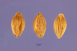 Archivo:Digitaria exilis (Kippist) Stapf - fonio - DIEX4 - Jose Hernandez @ USDA-NRCS PLANTS Database