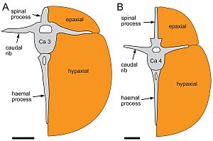 Archivo:Diluvisaurus Hypsilophodon anterior epaxial hypaxial muscular regions