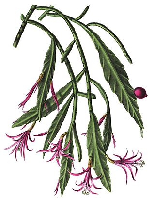 Disocactus biformis (Phyllocactus biformis) 1.34.jpg