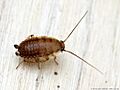 Ectobius lapponicus 02