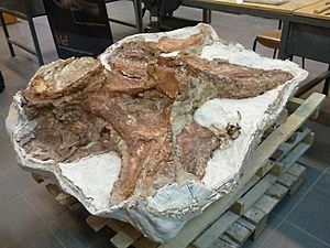Archivo:Fósiles del titanosauria del Chubut en el Museo Egidio Feruglio de Trelew 20