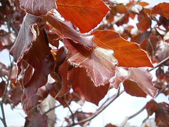 Fagus sylvatica 'Atropurpurea' detalle hojas pelillos