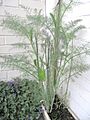 Fenouil en jardinière D140514 a