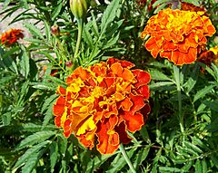 French marigold.jpg