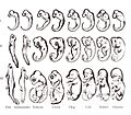 Haeckel drawings
