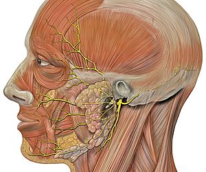 Archivo:Head facial nerve branches