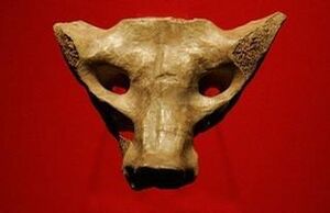 Archivo:Hueso sacro de Tequixquiac