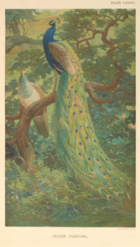 Archivo:Indian Peafowl by Charles Knight