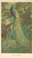Indian Peafowl by Charles Knight