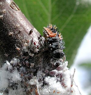 Archivo:Ladybird aphid 7462