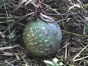 Archivo:Lagenaria sphaerica