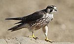 Lanner falcon, Falco biarmicus, at Kgalagadi Transfrontier Park, Northern Cape, South Africa (34447024561).jpg