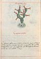 Libellus de medicinalibus Indorum herbis f. 49v