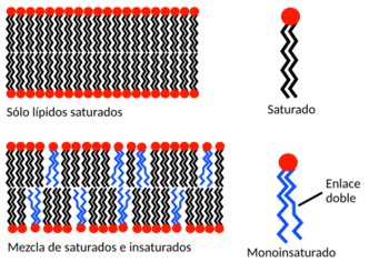 Archivo:Lipid unsaturation effect es