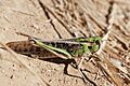 Locusta migratoria (solitary phase) (5012159699)