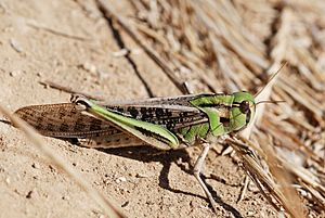 Archivo:Locusta migratoria (solitary phase) (5012159699)