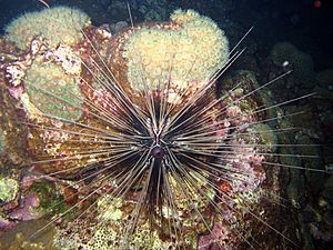 Archivo:Long-spined sea urchin