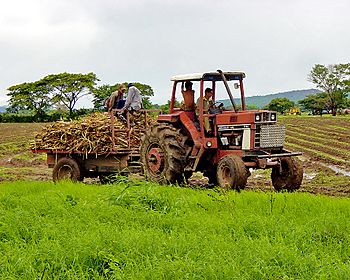 Archivo:Los trabajadores agrícolas en el estado Portuguesa, Venezuela