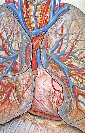 Archivo:Mediastinum anatomy