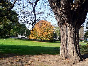 Archivo:Montsouris Park Painted Buckeye