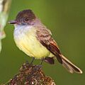 Myiarchus-tuberculifer-002