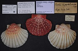 Naturalis Biodiversity Center - ZMA.MOLL.416704 - Pecten keppelianus Sowerby, 1905 - Pectinidae - Mollusc shell
