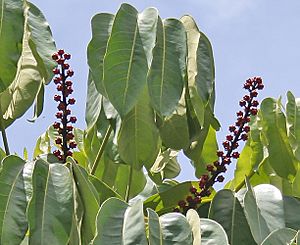 Archivo:Octopus Tree (Schefflera actinophylla) fruits or flowers at tree canopy at Hyderabad, AP W 281