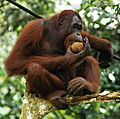 Orang Utan, Semenggok Forest Reserve, Sarawak, Borneo, Malaysia crop