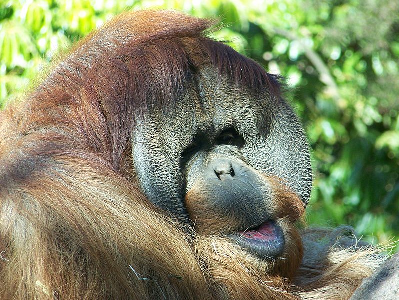 OrangutancloseupSDZoo07