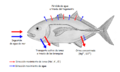 Osmoseragulation Carangoides bartholomaei bw es