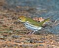 Ovenbird (90483)