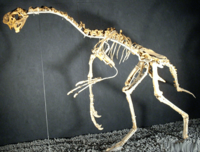 Archivo:Oviraptor philoceratops wiki