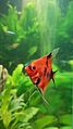 Pez Escalar Red Devil