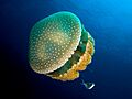 Phyllorhiza punctata (White-spotted jellyfish)