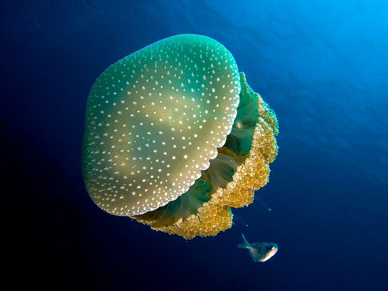Phyllorhiza punctata (White-spotted jellyfish)