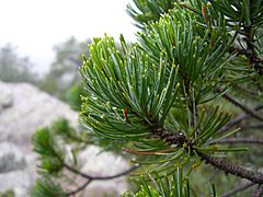 Pinus discolor Chiricahua closeup.jpg