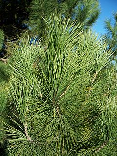 Archivo:Pinus muricata-1