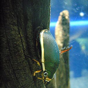 Archivo:Predaceous diving beetle