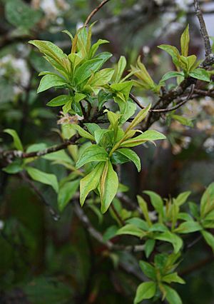 Archivo:Prunus salicina 2