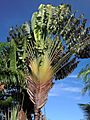Ravenala madagascariensis Maui