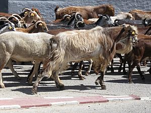 Archivo:Rebaño de cabras en Almargen