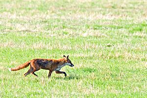 Archivo:Red Fox, Severn Valley, Gloucestershire (14836471533)