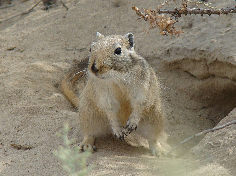 Rhombomys opimus 1