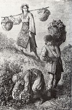 Archivo:Rose-picking in Bulgaria 1870ies